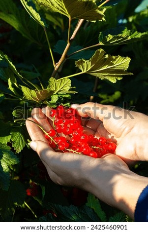 Similar – Image, Stock Photo Man picking red currants from a bush