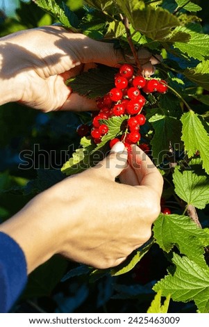 Similar – Image, Stock Photo Man picking red currants from a bush