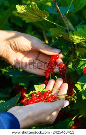 Similar – Image, Stock Photo Man picking red currants from a bush