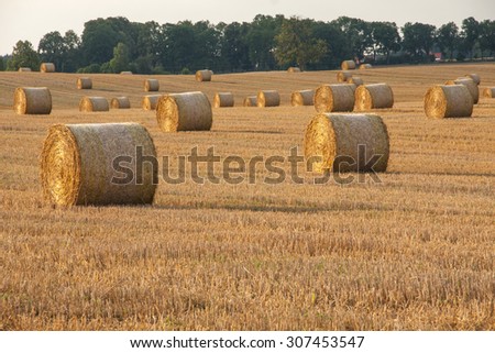 Modern agriculture - after the wheat harvest, the hay round bales are assembled by tractors with forks to be loaded on trucks. Vintage rural landscape.
