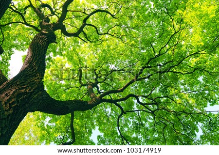 Similar – Image, Stock Photo green landscape with many trees in catalonia, spain