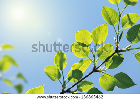 new green leaves in sun light on blue sky background