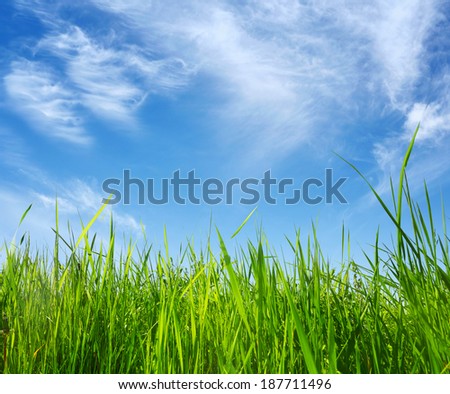 green grass on blue sky background in summer day
