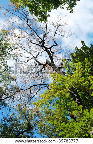 crown of high tree on sky background