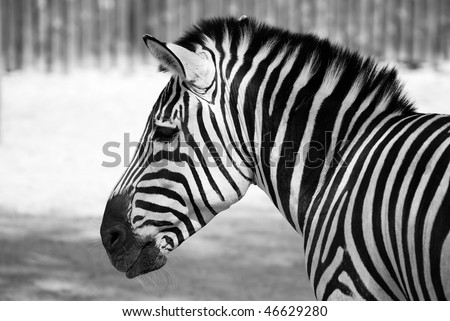 portrait of zebra black and white