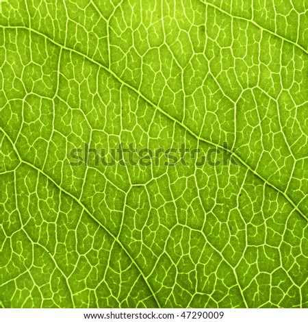 green leaf structure closeup
