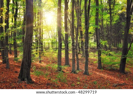 forest and sun beams at morning time