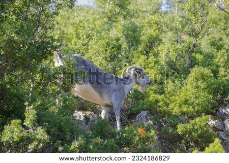 Image, Stock Photo Goat (Capra aegagrus hircus). Jandia. Fuerteventura. Canary Islands. Spain.