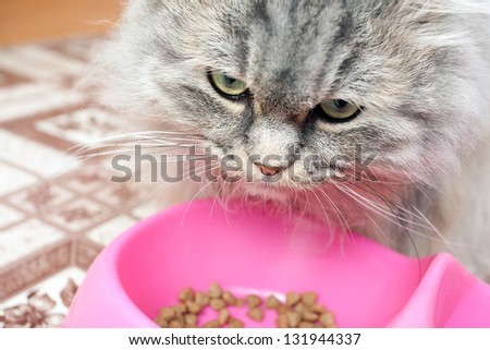 Cat eating dry food.