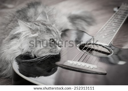 Cat with guitar