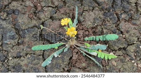Similar – Image, Stock Photo Extreme drought Flower