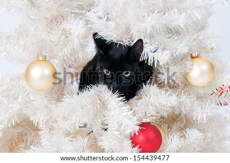 black cat in a christmas tree
