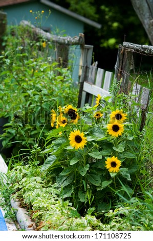 rustic looking garden with sunflowers