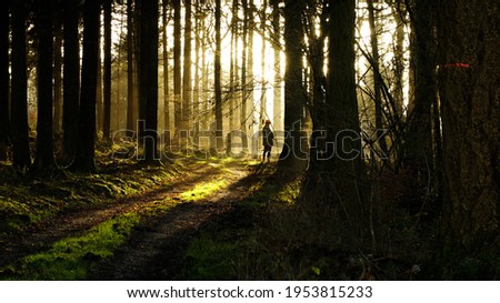 Hunt in the south of Belgium; hunter through the trees and the morning sunlight Сток-фото © 