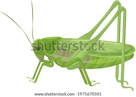 Green grasshopper in realistic style. Green locust, insect. Vector illustration isolated on white background.