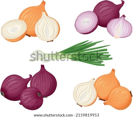 Onion. A set with an image of green onions and onions. Red and yellow onions. Vitamin vegetarian product. Farm vegetables. Vector illustration