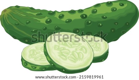 Green cucumber. Image of a ripe sliced green cucumber. Green vegetarian product. Vector illustration isolated on a white background