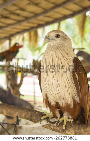 hawk bird of prey hunting pet