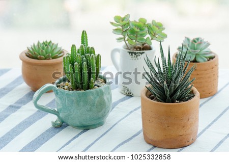 Image, Stock Photo Mini cactus in white ceramic pot