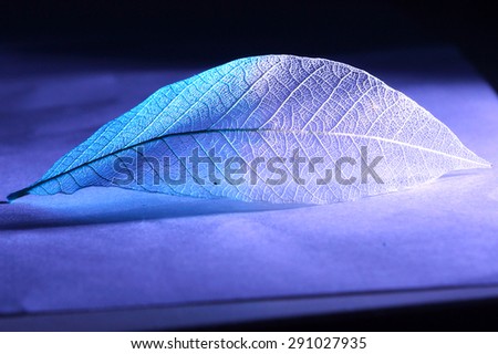Skeletonized leaf rests on a blue cardboard, lights on the side. blue gradient