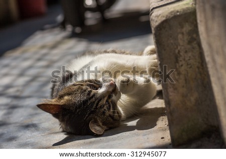 Cats/cat playing in the sun