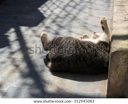 Cats/cat playing in the sun