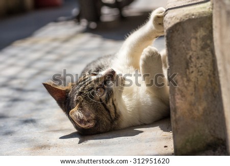 Cat/adorable meowing tabby kitten outdoors