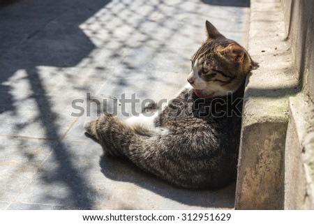 Cat/adorable meowing tabby kitten outdoors