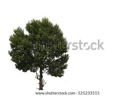 Tree Stock Photo 525233515 : Shutterstock