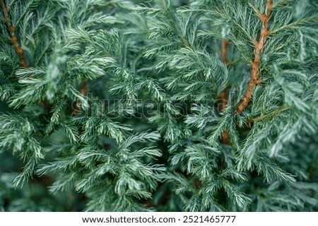 Similar – Green spruce plant growing in park