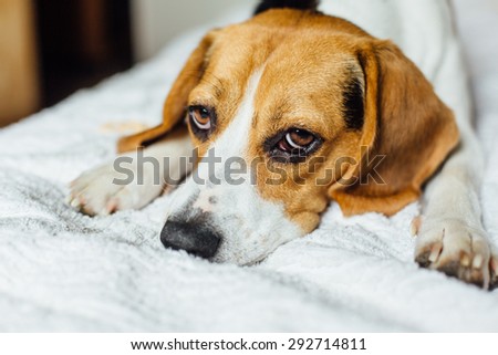 portrait of a lonely beautiful adorable and cute beagle puppy dog laying on the white bad with white background