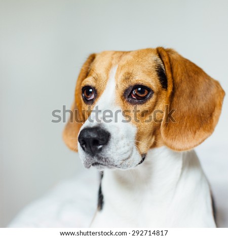 portrait of a lonely beautiful adorable and cute beagle puppy dog laying on the white bad with white background