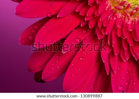 Water drops on the petals of a flower gerbera