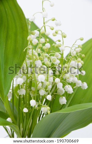 Beautiful fresh lilies of the valley on white background