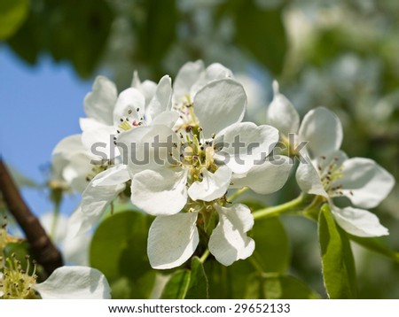 white pear blossoms on a tree branch