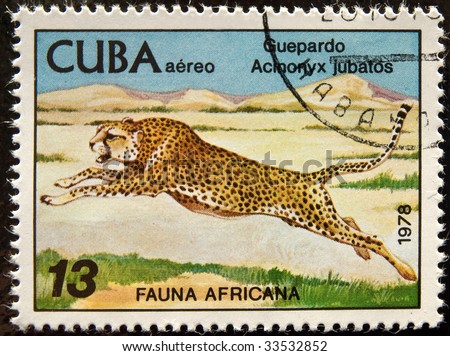 Postal stamp.  The cheetah  is an atypical member of the cat family