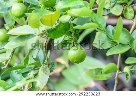 lime,lemon is a citrus fruit, the juice, peel and oil are used to make medicine. tree widely grown in tropical and subtropical area and its edible acid fruits.