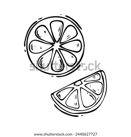 Vector outline of citrus fruit slices in doodle style. Sliced pieces of tangerine, orange, lime, grapefruit lemon.