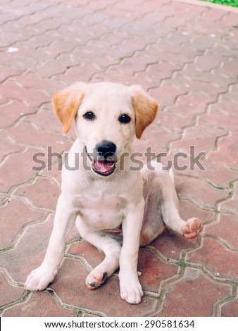 Labrador retriever puppy is waiting for food, cute puppy, ready to play