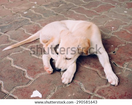 Labrador retriever puppy is lying on ground, waiting for food, look sick