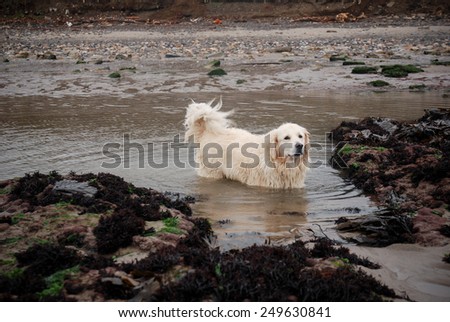 Dog in dirty water
