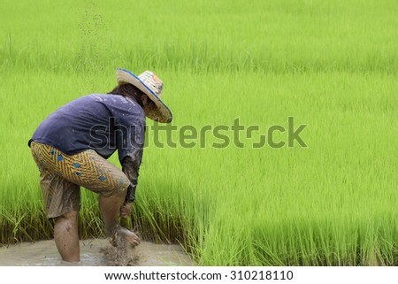 Farmers are withdrawn rice seedlings in muddy waters in rice fields
