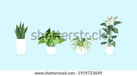 Spider plant, Golden Pothos, Pothos, Araceae, Variegated Snake Plant, Dracaena trifasciata, Snake Plant, Indoor Plants, vector, modern indoor plants ,potted plants.