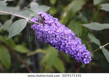 A Vivid Purple Butterfly Bush Flower in Bloom Сток-фото © 