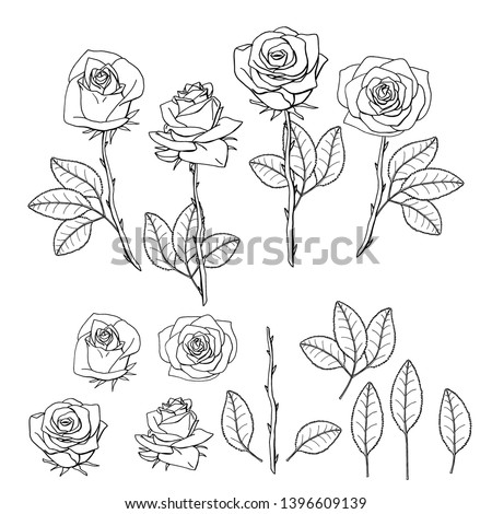 hand drawn rose flower. floral design element isolated on white background. stock vector illustration.