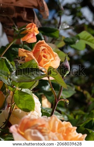 gros plan sur rosier avec bouton et felurs ouvertes Photo stock © 