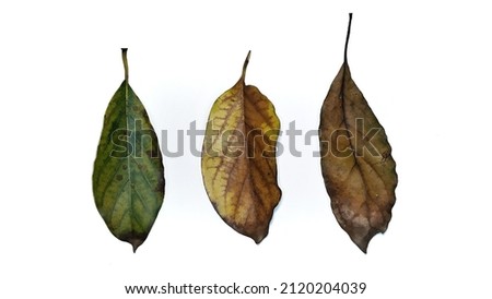 Similar – Image, Stock Photo Dried up plants by the wayside in the sunshine with a gauzy blue background of sky and sea