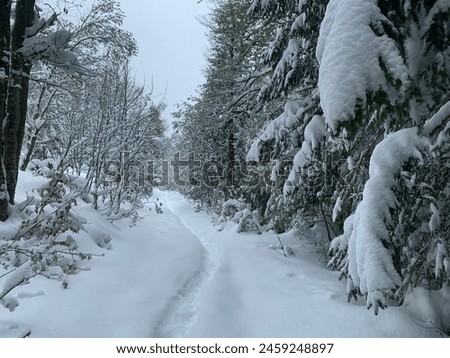 Similar – Image, Stock Photo Winter hiking trail in the spruce forest. Threateningly falling lines.