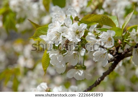 Similar – Image, Stock Photo Blooming cherry tree in the spring garden. Close up of white flowers on a tree. Spring background