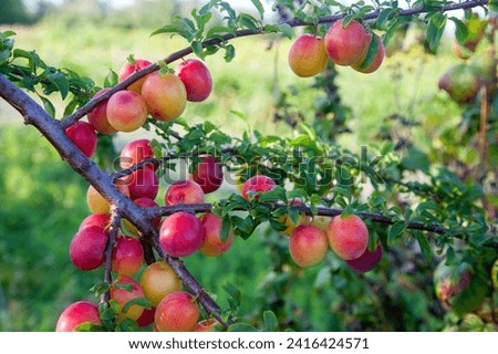 Image, Stock Photo mirabelle plums Food Fruit